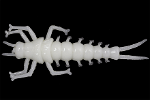 Мягк.приманки LureMax STONE FLY  2,5''/6см, LSSF25-08-009 White UV (8 шт.)